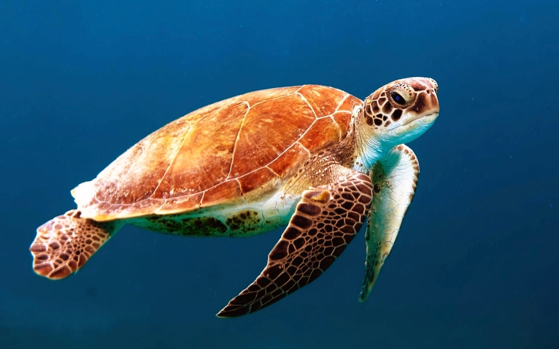 A sea turtle swimming